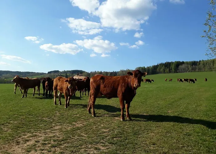 Happy * Černý Dŭl